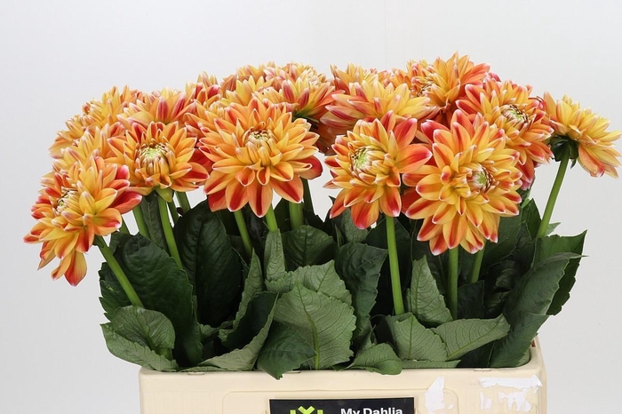 Dahlia Hapet Harmony