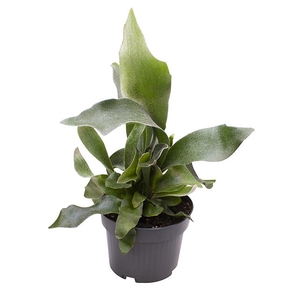 PLATYCERIUM BIFURCATUM P12