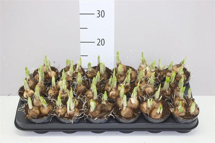 <h4>Narcis Tete A Tete</h4>