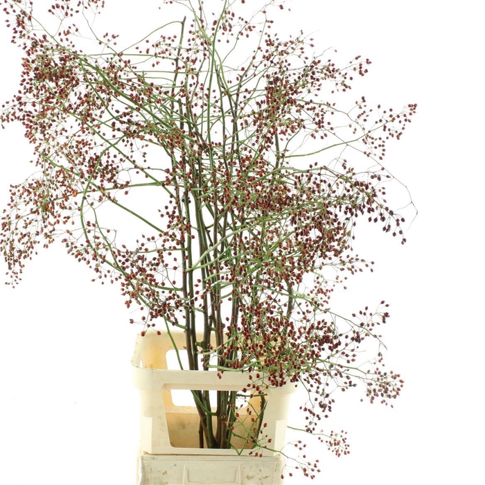 <h4>Rosa Corallo N L Extra</h4>