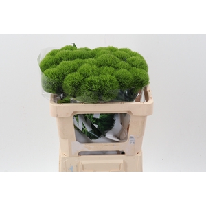 Di Barb Kiwi Mellow 50cm