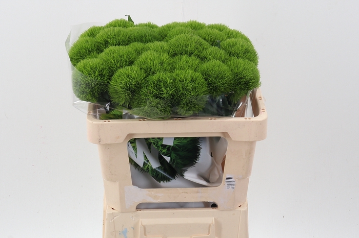 <h4>Di Barb Kiwi Mellow 50cm</h4>