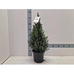 PICEA GL CONICA