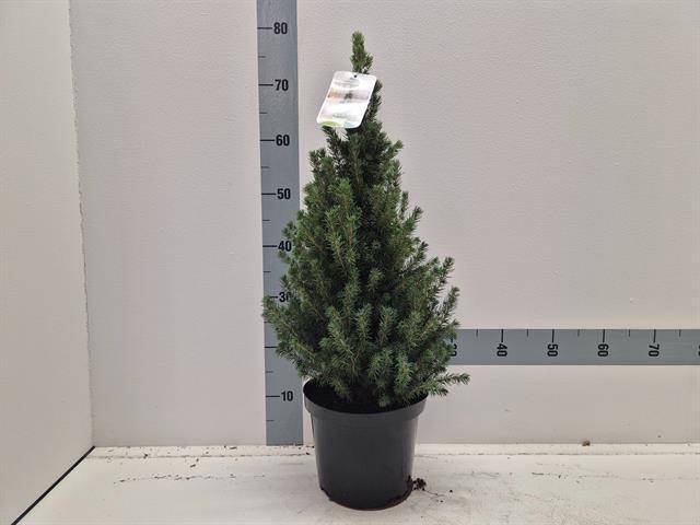 <h4>PICEA GL CONICA</h4>