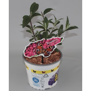 Buddleja Davidii 'Royal Red' C2