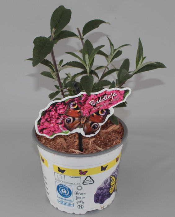 <h4>Buddleja Davidii 'Royal Red' C2</h4>
