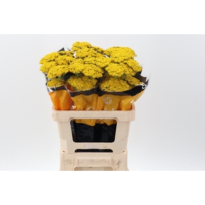 Achil Golden Prairie 70cm