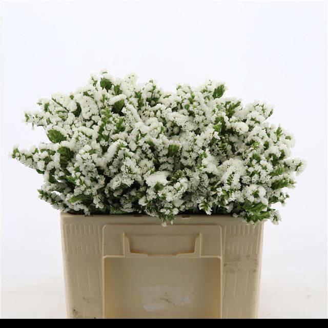 <h4>LIM S PAULA WHITE+</h4>