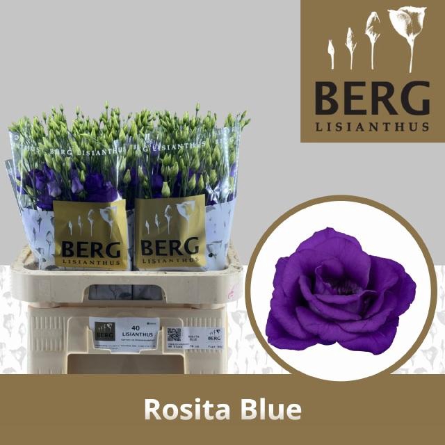 <h4>EUS G ROSI BLUE</h4>