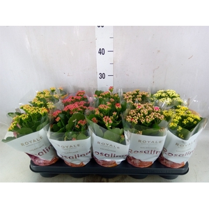 Kalanchoe blos. 'RoyalDon'   ..mix