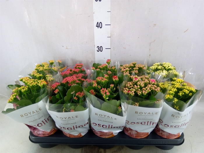 <h4>Kalanchoe blos. 'RoyalDon'   ..mix</h4>