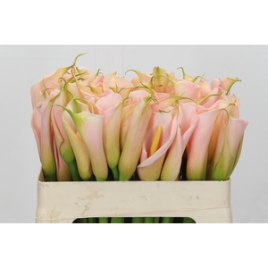 Zantedeschia Eydolls Salmon