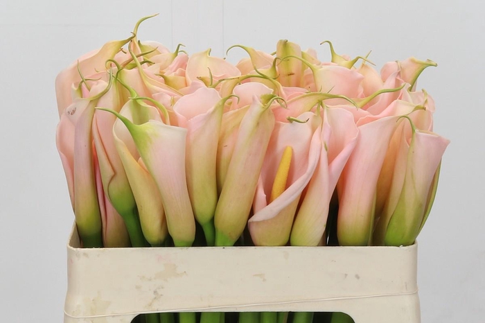 Zantedeschia Eydolls Salmon