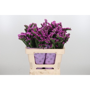 Limon S Rosa Sun Birds