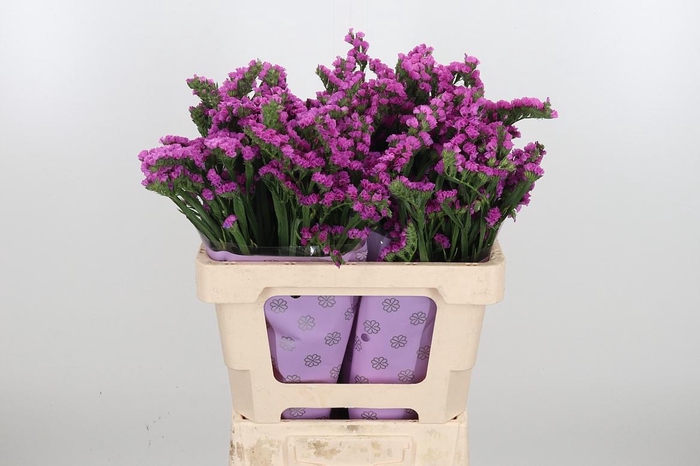 <h4>Limon S Rosa Sun Birds</h4>