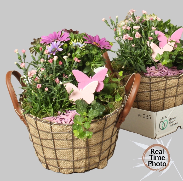 <h4>ARR TUINPLANTEN</h4>
