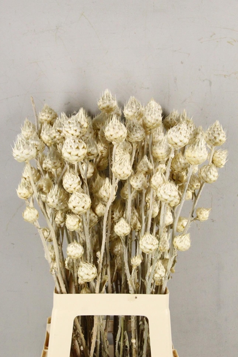 DF Cynara  Bleached