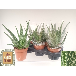 ALOE TROPICAL