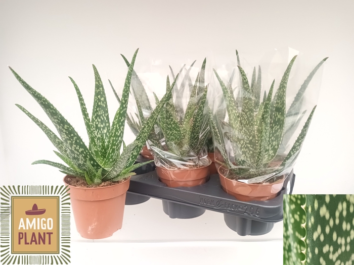 <h4>ALOE TROPICAL</h4>
