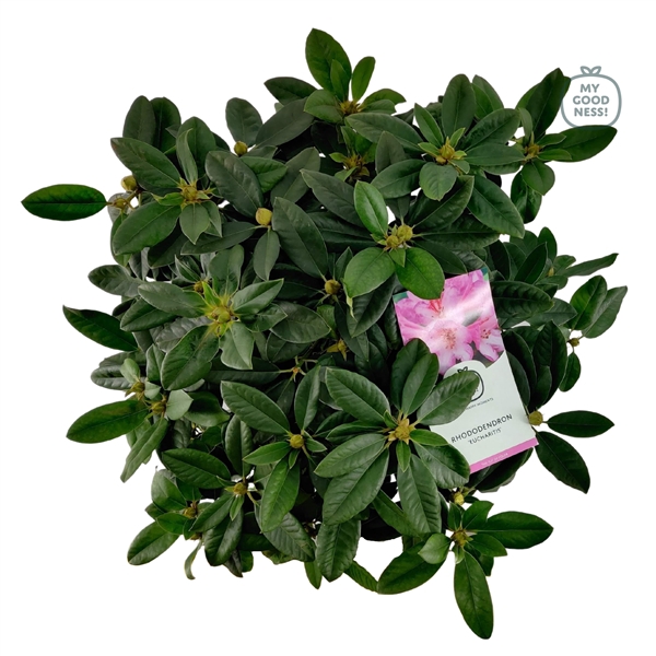 <h4>Rhododendron 50-60 /7.5 liter 'Eucharitis'</h4>