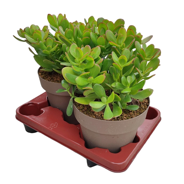 <h4>CRASSULA OVATA - POT Ø 20 (SUCCULENTEN)</h4>