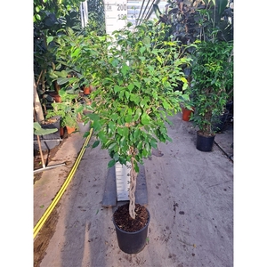 Ficus Exotica gevlochten stam 180