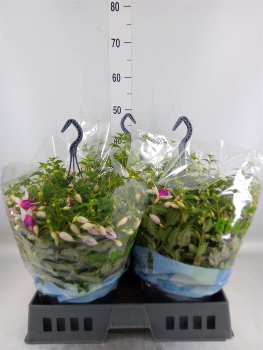 <h4>Fuchsia  'Bella Fuchsia Nora'</h4>