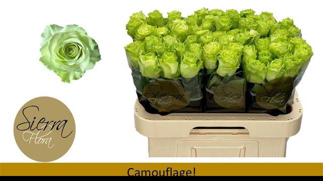 <h4>R GR CAMOUFLAGE!</h4>