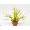 Acorus gramineus 'Ogon'
