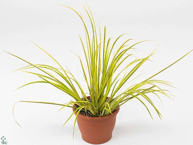 Acorus gramineus 'Ogon'