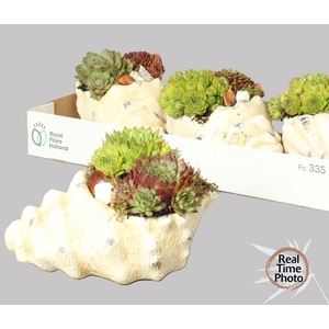 ARR SEMPERVIVUM