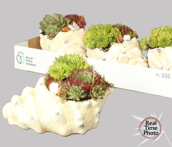 <h4>ARR SEMPERVIVUM</h4>