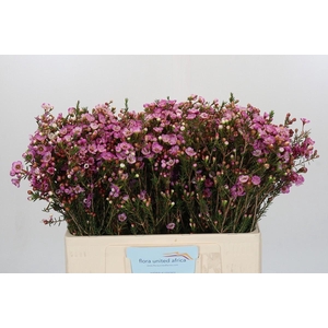 Chamelaucium Adi
