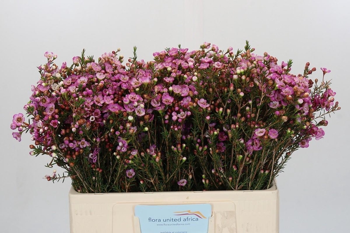 <h4>Chamelaucium Adi</h4>