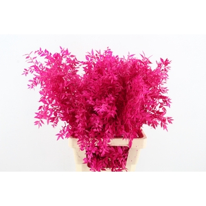 PF Ruscus 70cm Bs L.Pink
