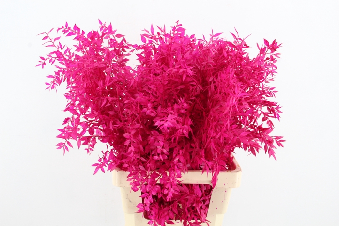 <h4>PF Ruscus 70cm Bs L.Pink</h4>