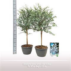 <h4>Eucalyptus gunnii Azura stam schaal</h4>