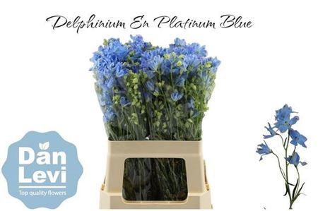 <h4>Delph En M Plat Blue</h4>