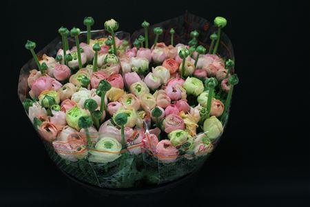 <h4>Ranonkel Zwaar Pastel Rose</h4>