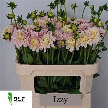 <h4>Dahl Izzy</h4>