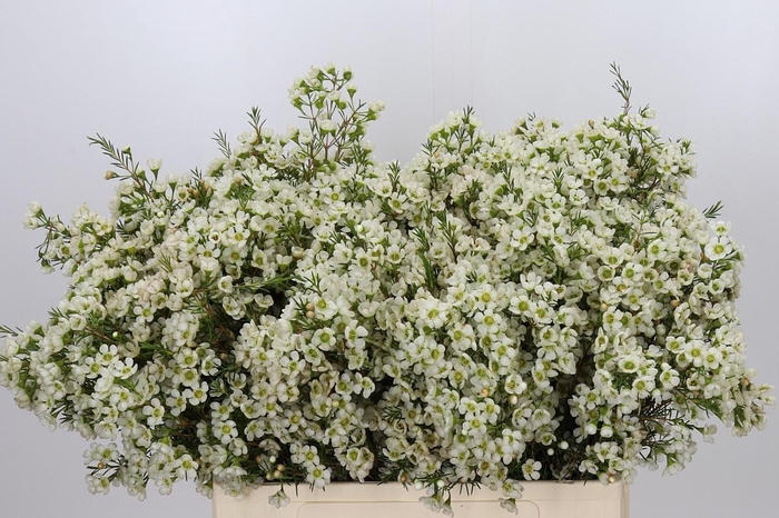 <h4>Chamelaucium Ivory Pearl</h4>
