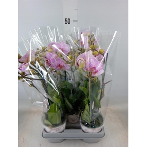 Phalaenopsis   ...mix