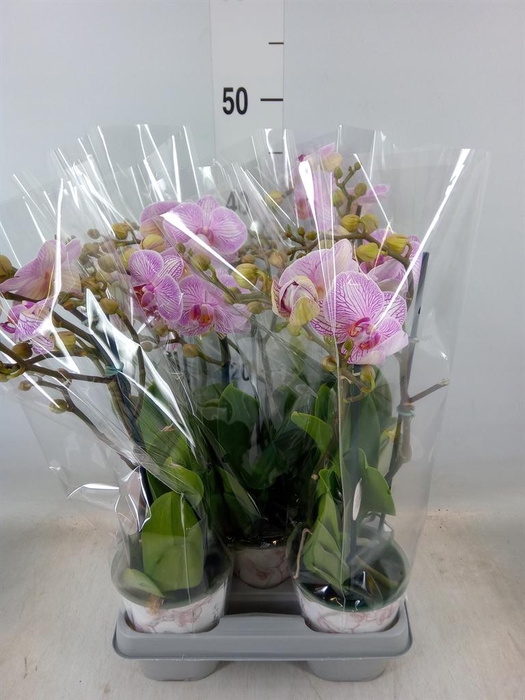 <h4>Phalaenopsis   ...mix</h4>