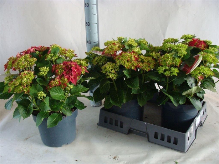 <h4>Hydrangea mac.   ...</h4>