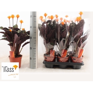 Calathea Crocata 14Ø 40cm 5fl