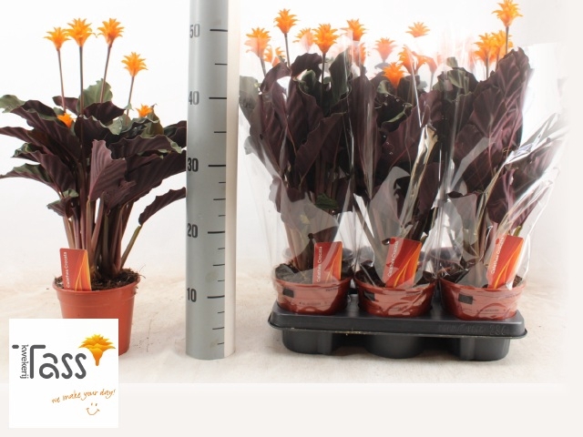 Calathea Crocata 14Ø 40cm 5fl