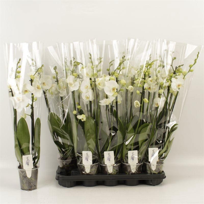 <h4>Phal Ov Wit</h4>