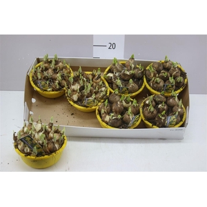 Narcis Tete A Tete In Schaaltje Colour