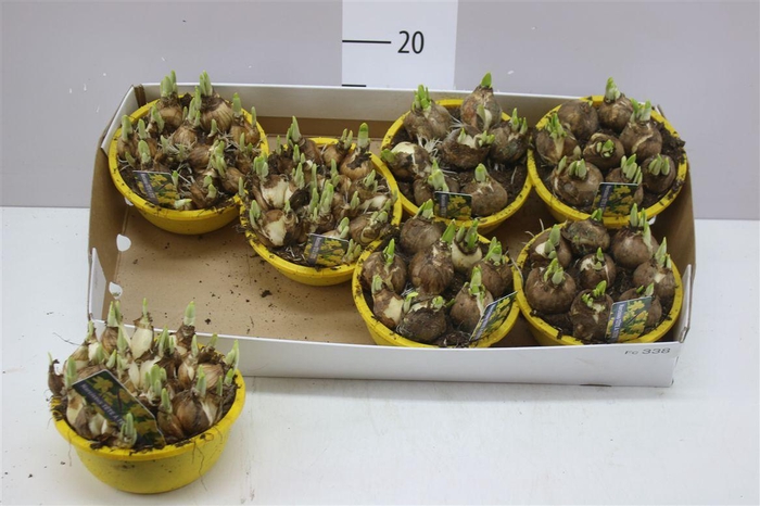 <h4>Narcis Tete A Tete In Schaaltje Colour</h4>