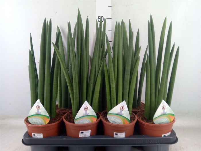 <h4>Sansevieria   ...</h4>